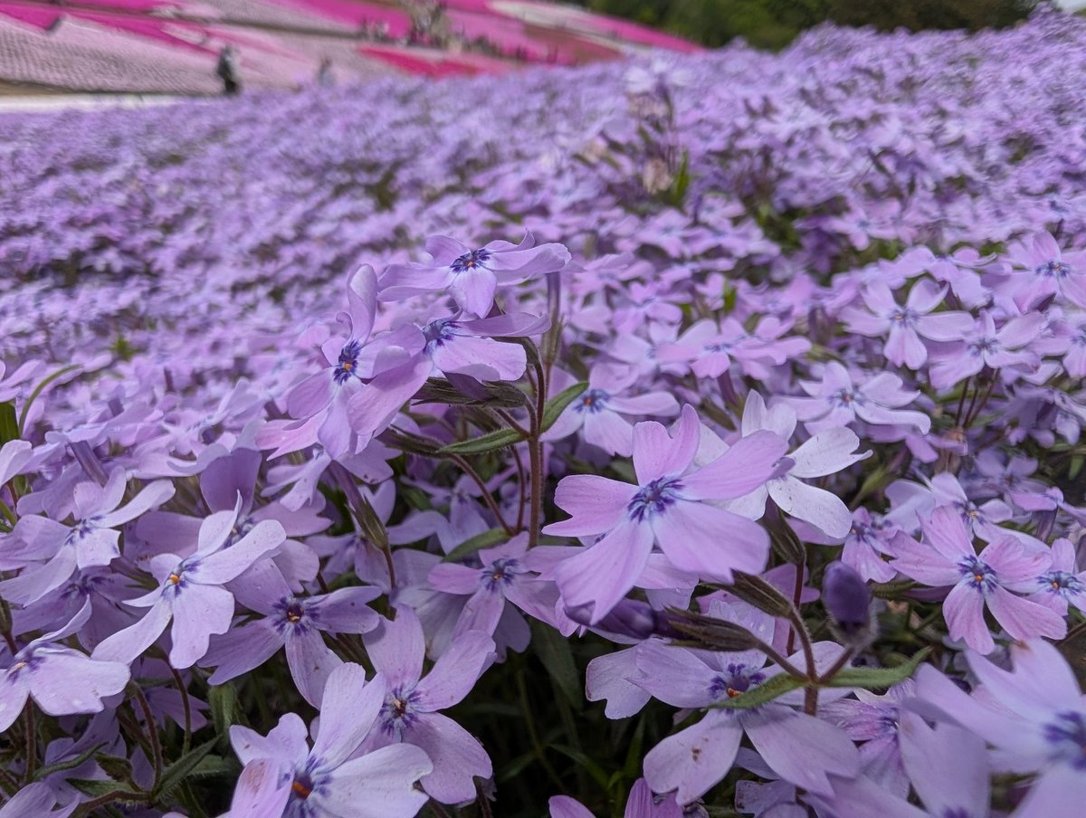 ryusas's tweet photo. 秩父の羊山公園、芝桜がちょうど見頃な感じだった https://t.co/QN2dS6r4BE
