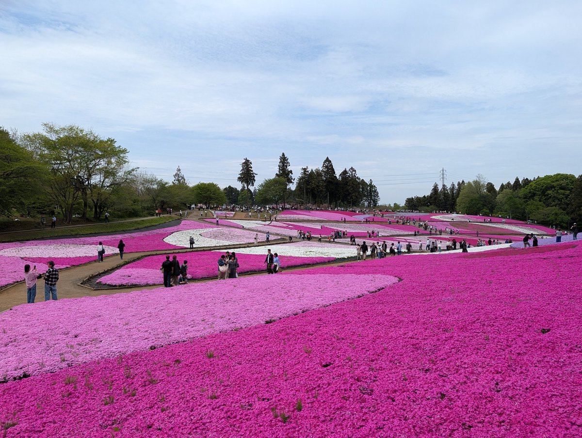 ryusas's tweet photo. 秩父の羊山公園、芝桜がちょうど見頃な感じだった https://t.co/QN2dS6r4BE