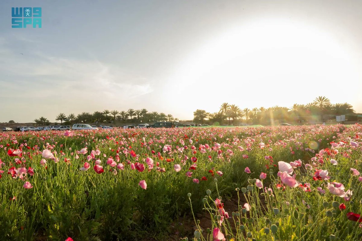 واس جودة الحياة tweet media