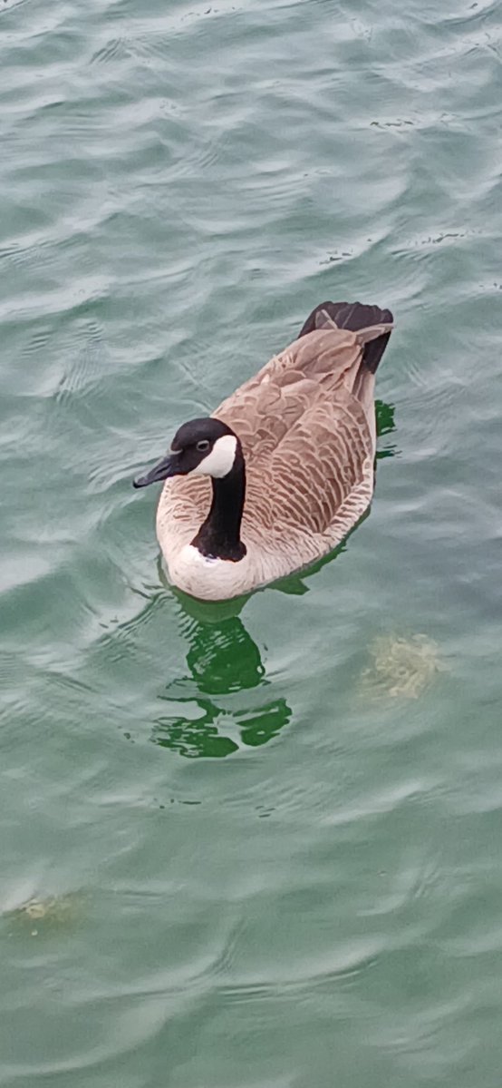 FeniliaE's tweet image. My beautiful friend #ThePhotoHour #StormHour  #nature  #birds #BirdsOfTwitter  #fotografía