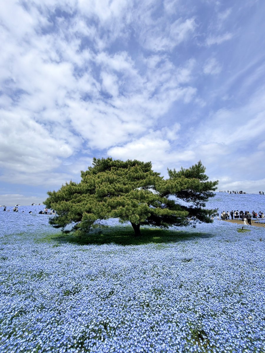 ɴ ᵃ ʳ ⁱ 𖤐˒˒ tweet media