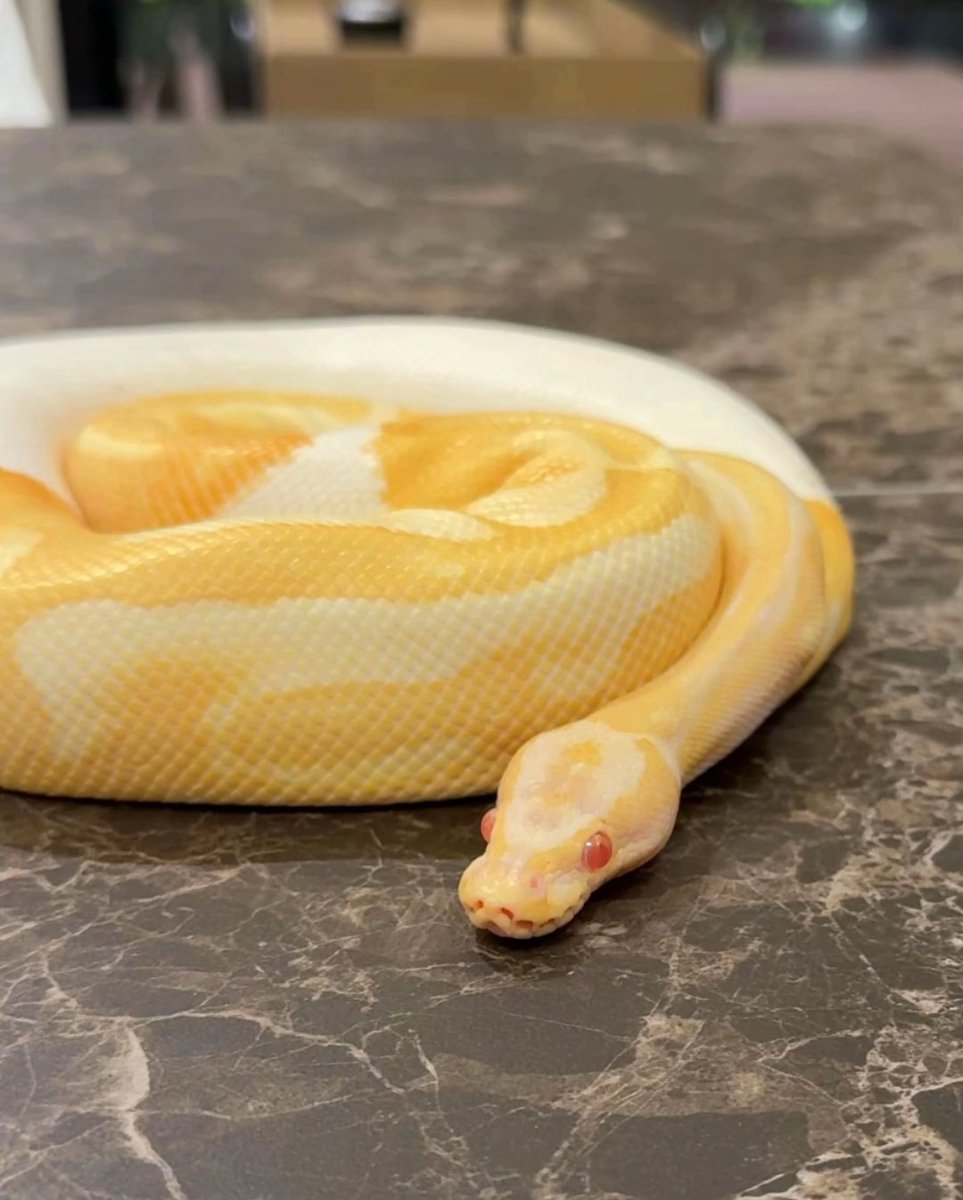 Mιкᴏ tweet media