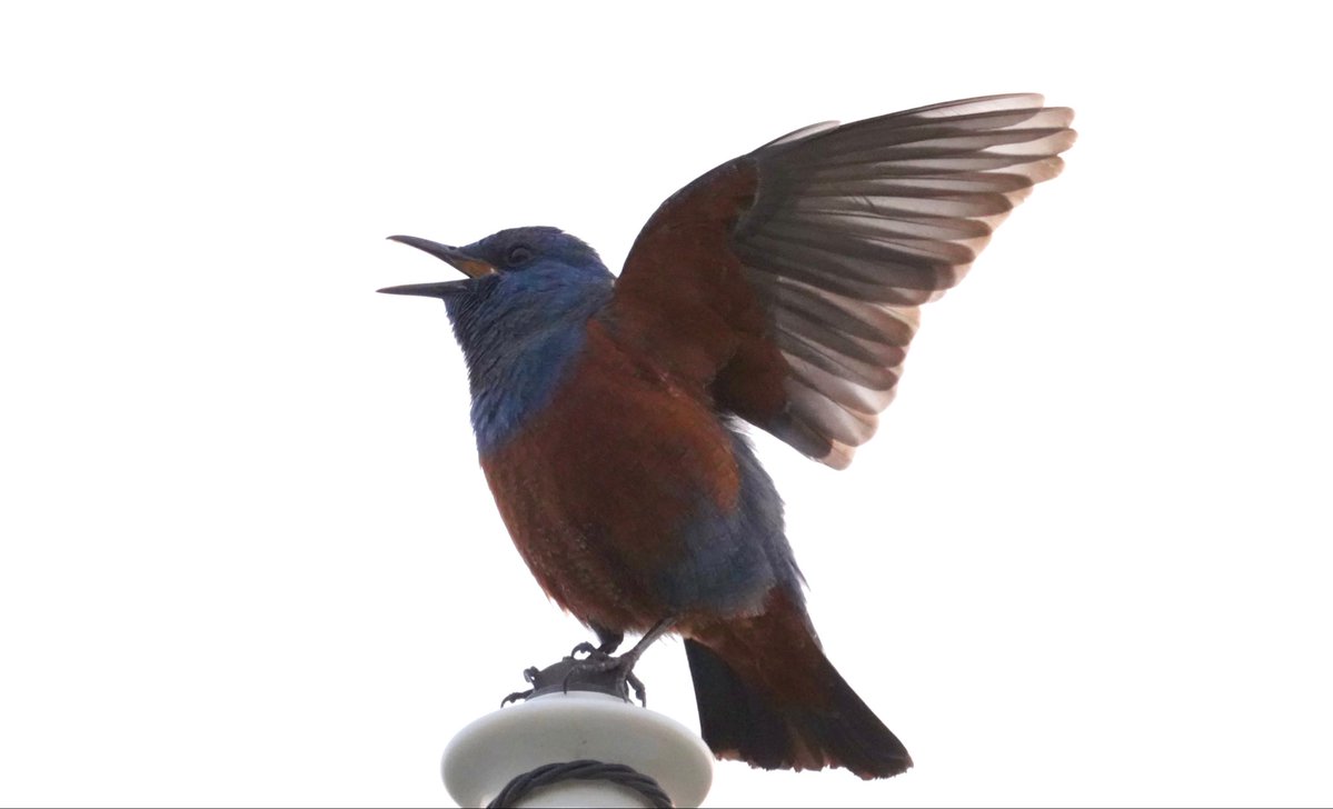 すみこ🐥 tweet media