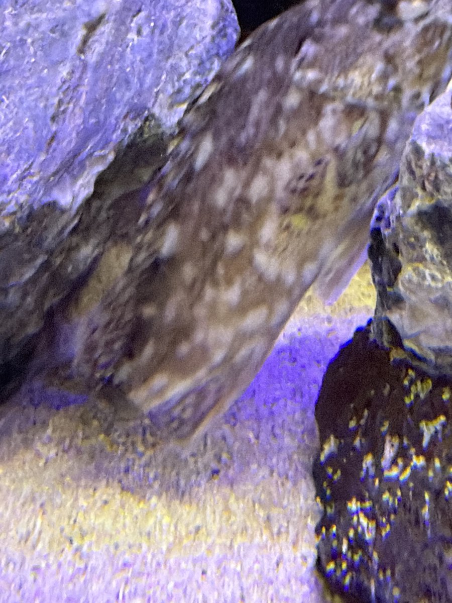 甲斐田ちえ@紫音に堕ちてめろめろ〜♡ tweet media