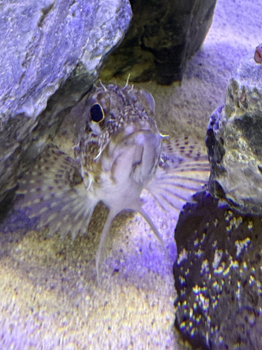 甲斐田ちえ@紫音に堕ちてめろめろ〜♡ tweet media