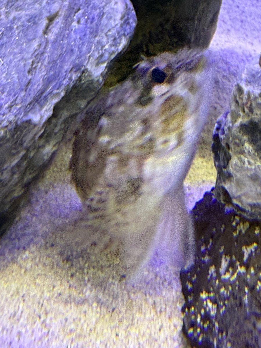 甲斐田ちえ@紫音に堕ちてめろめろ〜♡ tweet media