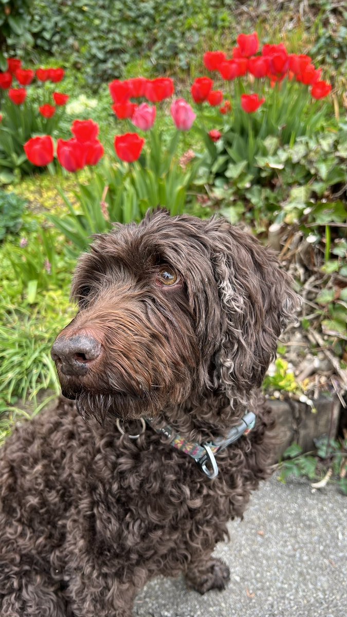 SjCattledog's tweet image. Dog 🐶 sitting #Labradoodle Lola 🐶.
Happy Saturday everyone 🐾.

#doodle #dogs #dogsoftwitter #dogsofX