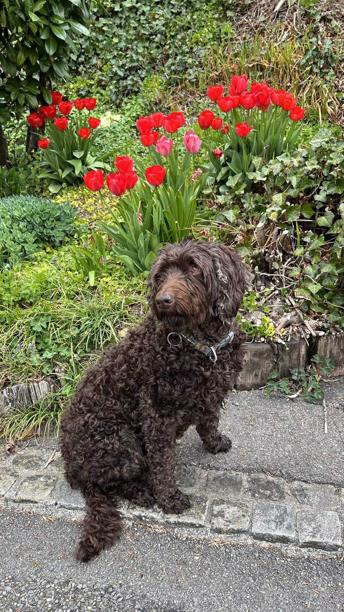 SjCattledog's tweet image. Dog 🐶 sitting #Labradoodle Lola 🐶.
Happy Saturday everyone 🐾.

#doodle #dogs #dogsoftwitter #dogsofX