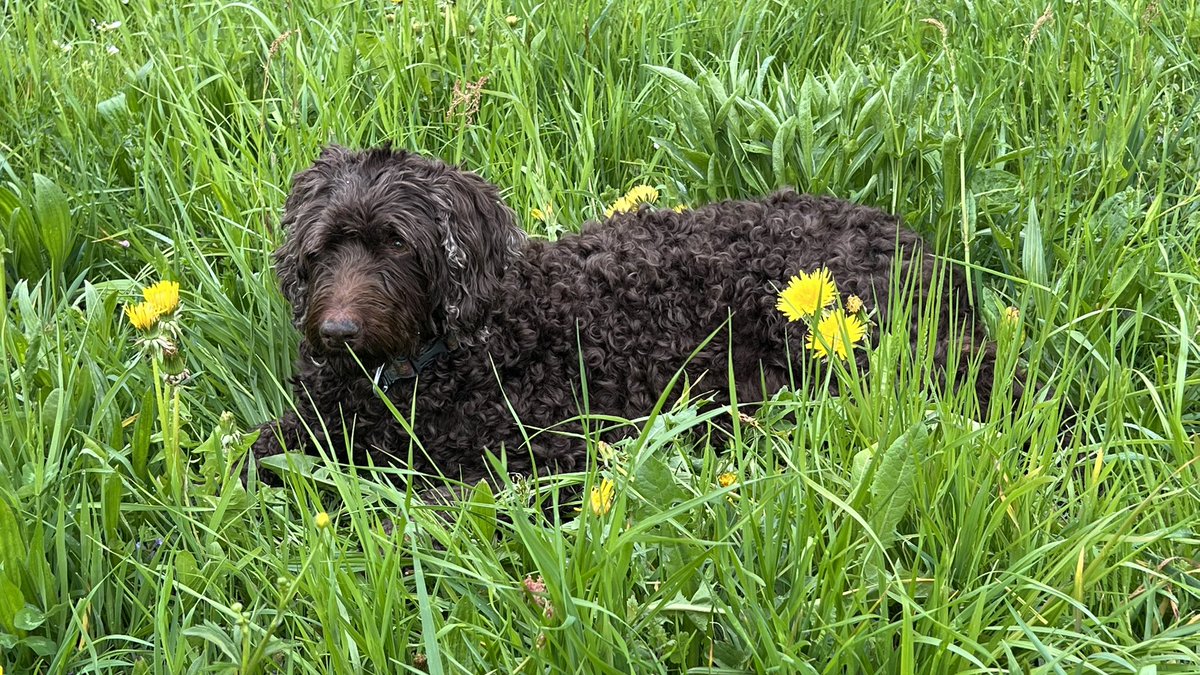 SjCattledog's tweet image. Dog 🐶 sitting #Labradoodle Lola 🐶.
Happy Saturday everyone 🐾.

#doodle #dogs #dogsoftwitter #dogsofX