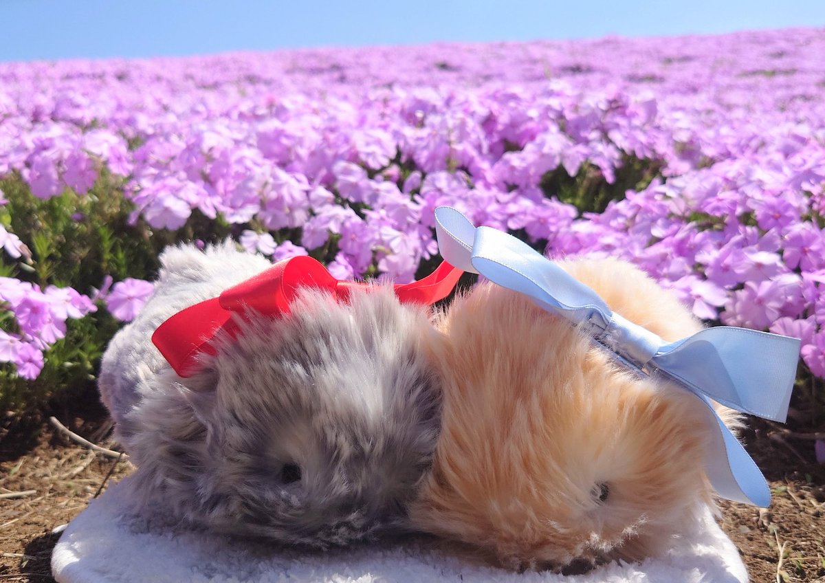 シバザクラ🌸
