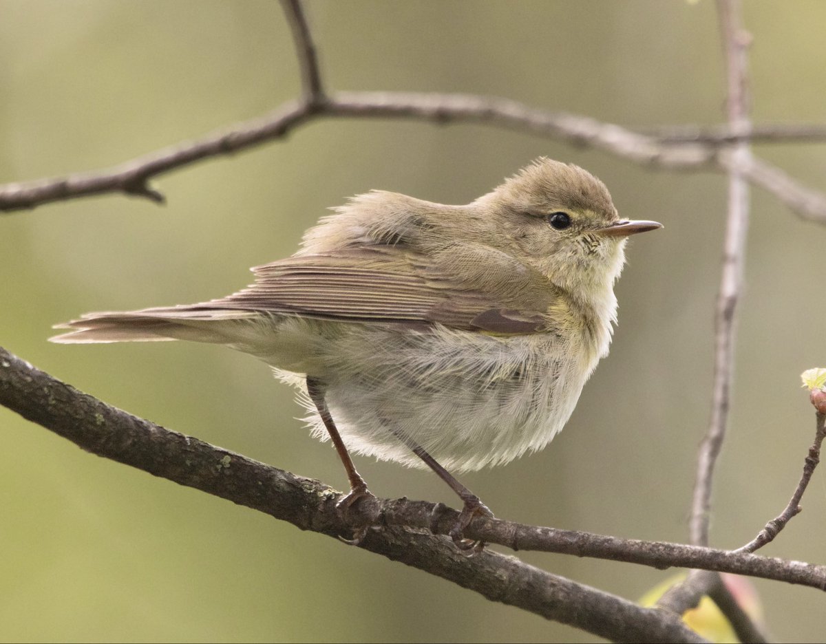 EuraKestrel's tweet image. Trip up to Durham today for the Iberian Chiffchaff and Marsh Sandpiper, both lifers for me. Iberian Chiffchaff constantly singing and giving close views, Marsh Sandpiper distant but great to see too alongside Blackwits, Ruff and LRP. #birding
