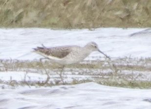 EuraKestrel's tweet image. Trip up to Durham today for the Iberian Chiffchaff and Marsh Sandpiper, both lifers for me. Iberian Chiffchaff constantly singing and giving close views, Marsh Sandpiper distant but great to see too alongside Blackwits, Ruff and LRP. #birding