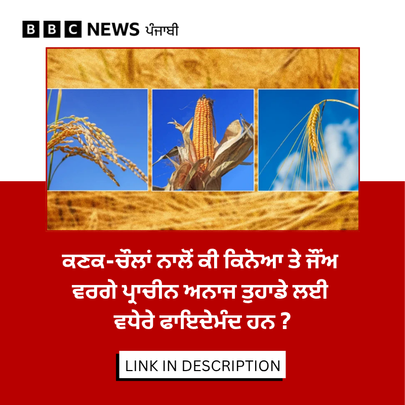 bbcnewspunjabi's tweet image. ਅੱਜ-ਕੱਲ੍ਹ ਪ੍ਰਾਚੀਨ ਅਨਾਜ ਦੇ ਫਾਇਦਿਆਂ ਨੂੰ ਲੈਕੇ ਕਾਫੀ ਚਰਚਾ ਹੈ ਪਰ ਕੀ ਪ੍ਰਾਚੀਨ ਅਨਾਜ ਵਾਕਈ ਸਿਹਤ ਨੂੰ ਲਾਭ ਪਹੁੰਚਾਉਂਦੇ ਹਨ ? ਮਾਹਰਾਂ ਦੀ ਕੀ ਹੈ ਰਾਏ, ਪੜ੍ਹੋ ਪੂਰੀ ਰਿਪੋਰਟ- bbc.in/4sDgwq9 
#Health #grains #barley