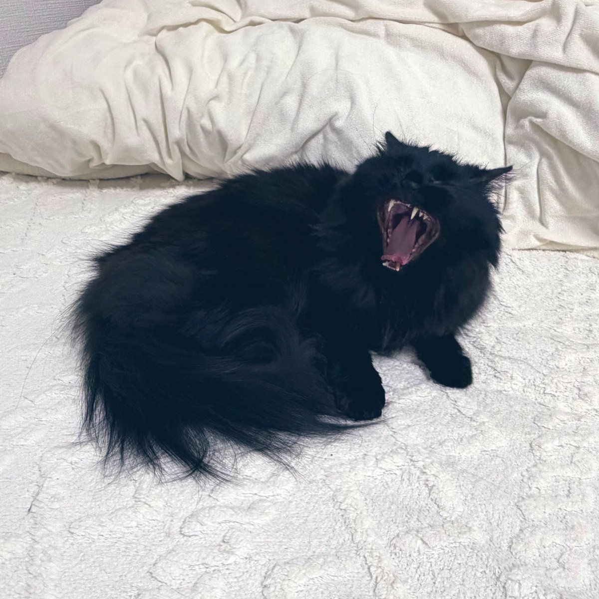 ０１７ tweet media