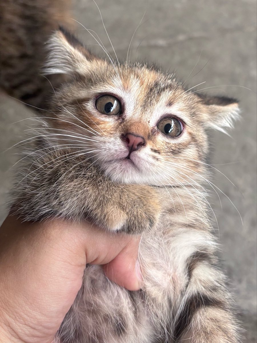 Valérie. tweet media