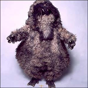 Dimmeh Looming tweet media