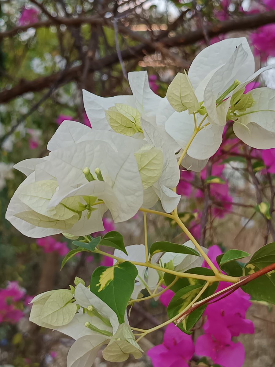 niileshraichura's tweet image. Share your photographs with color white 🤍