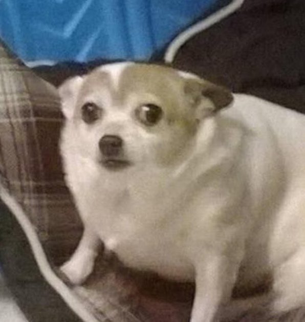 Cowboy Dog tweet media