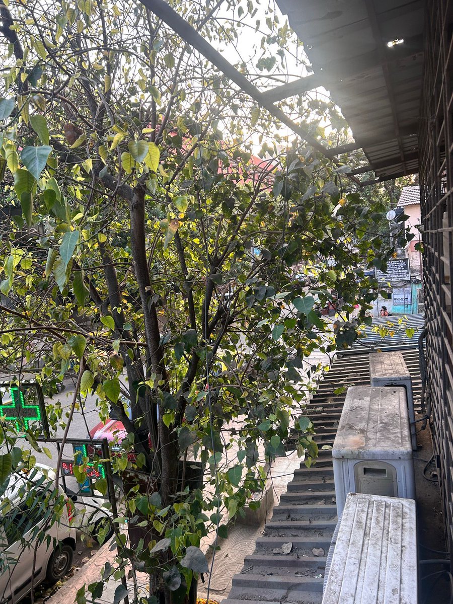 My <a href="/mybmc/">माझी Mumbai, आपली BMC</a> please trim the above mentioned Tree opposite medical store nearby Anur pathology, Marol mapkhan Nagar opposite Marol fire station, Andheri East, it's a dangerous in situation 
<a href="/mybmcWardKE/">Ward KE BMC</a> 
<a href="/mumbaimatterz/">मुंबई Matters™🇮🇳</a> 
<a href="/AdvSyedJalal/">Syed Jalaluddin</a>