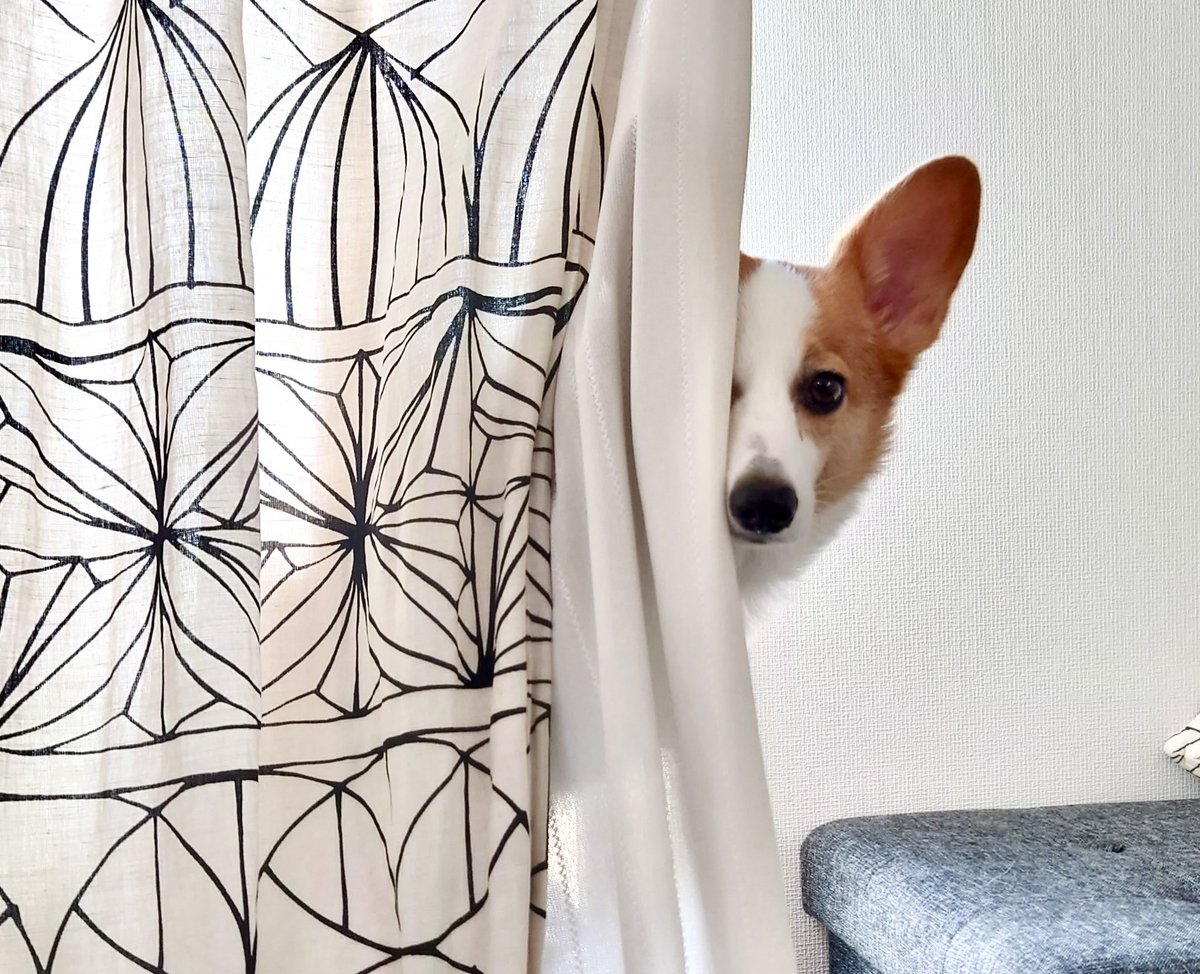 家政婦はハナ(🐶)