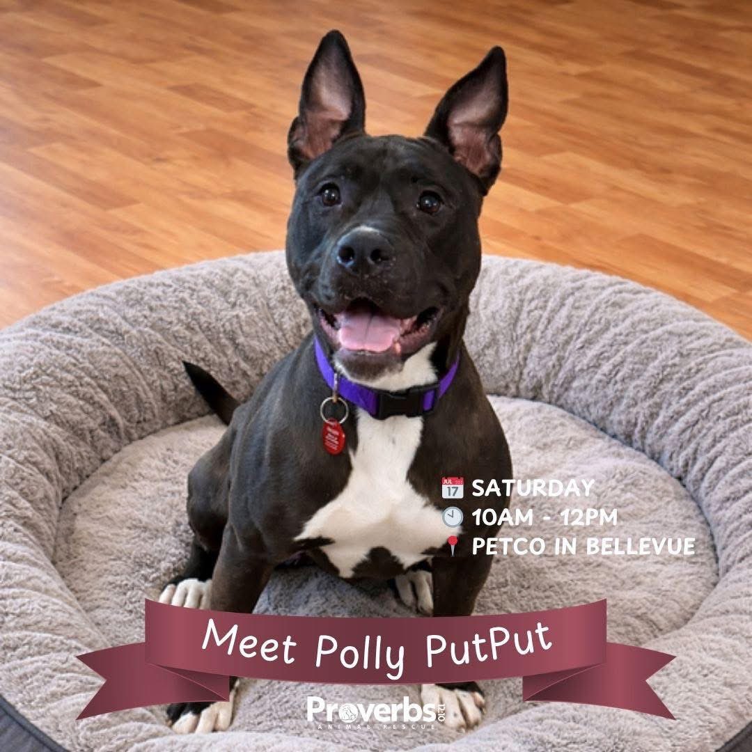 TNProverbs1210's tweet photo. You know where it will be dry today? Inside the fabulous @Petco in Bellevue where they host our weekly adoption and meet and greet Saturdays! Come and see us there 10-noon! https://t.co/Unyv7iGRJc