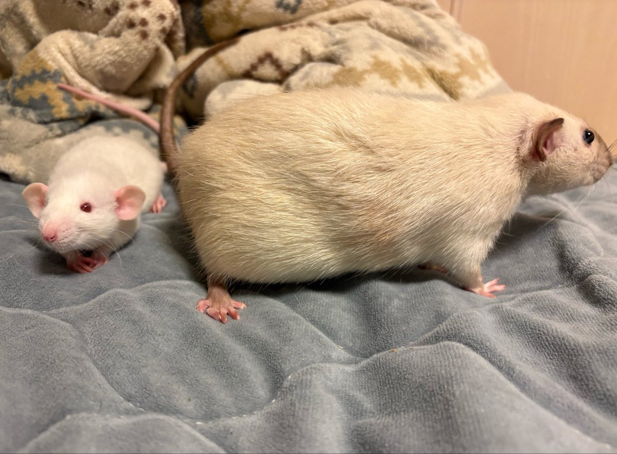 mame_leopa's tweet photo. ビビりか慎重派か…
お外ではじっとして動きません🐀

同居のデカネズミが横切っても、
お行儀よくじーっとしてた😊
#ファンシーラット https://t.co/Gt5gfyUbZF