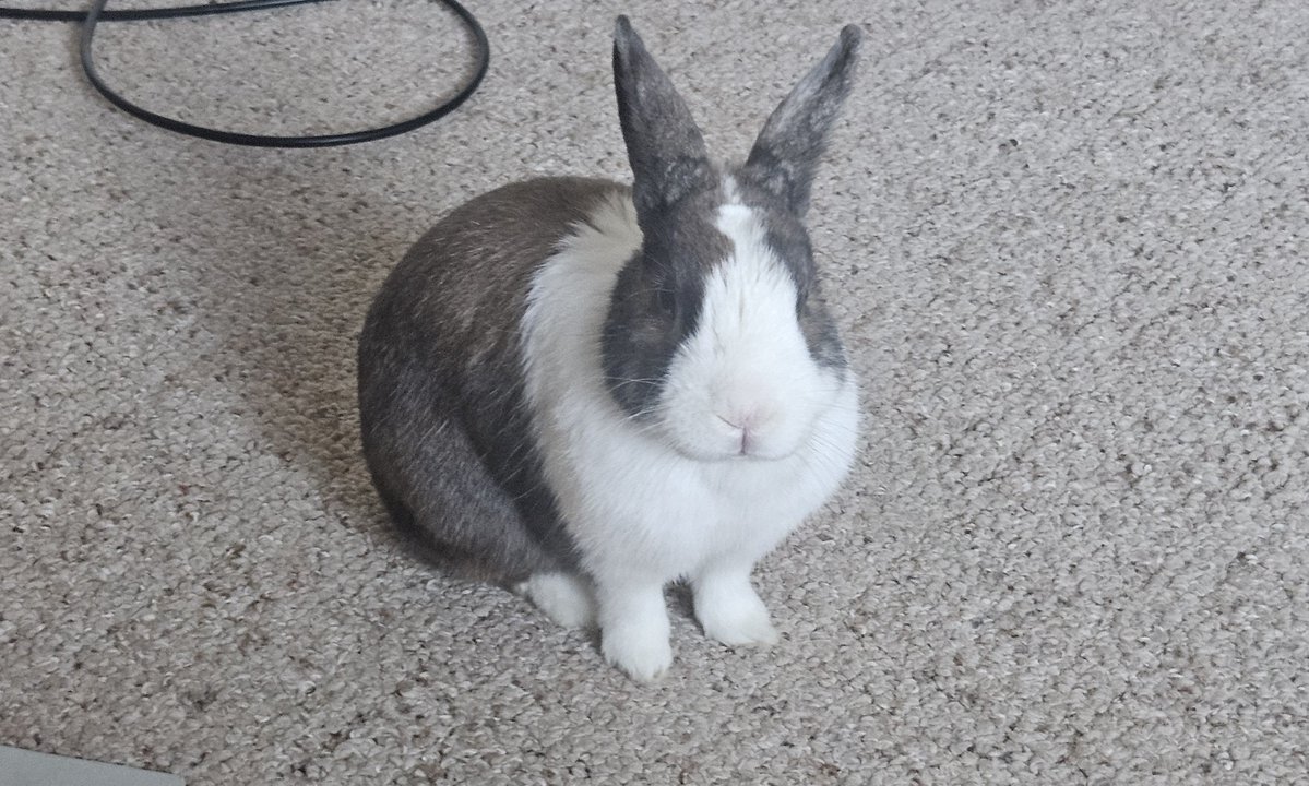 🥉 Pipkin Pippa 🔌🐰 Phase-Connect tweet media