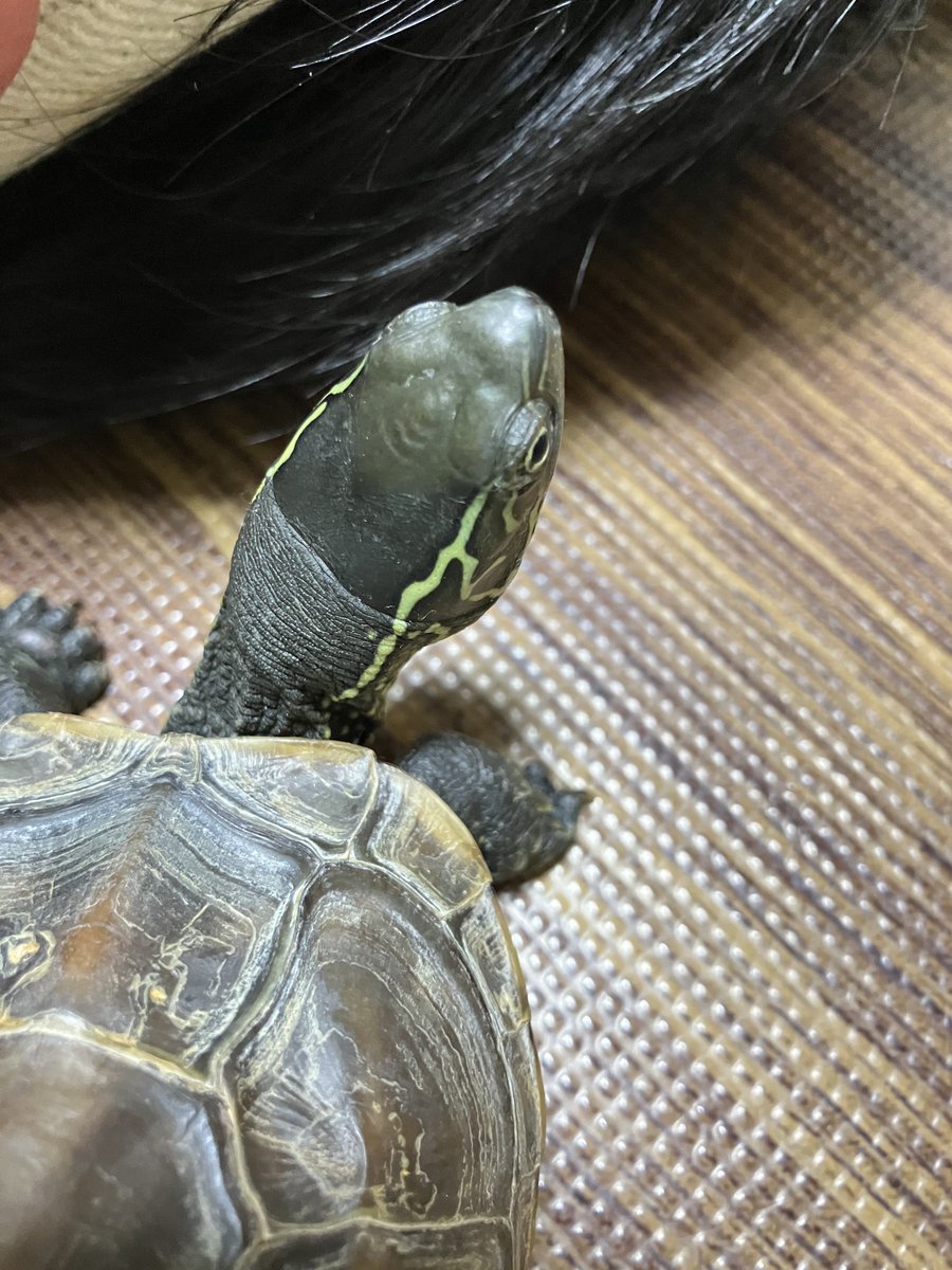 クサガメ佐之助（さのまま） tweet media