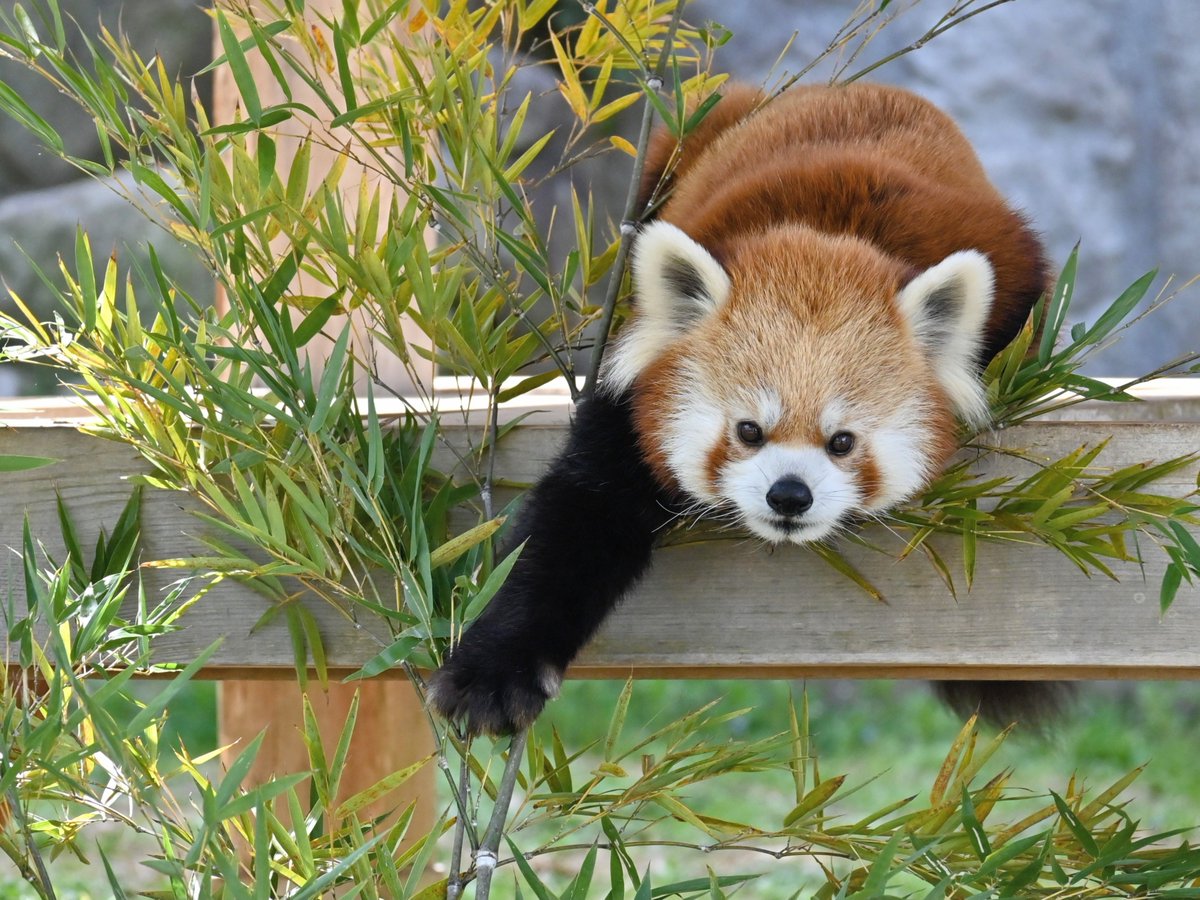 きっこ tweet media