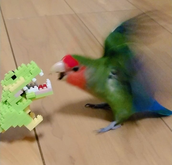 くりさん🐥🎄 tweet media