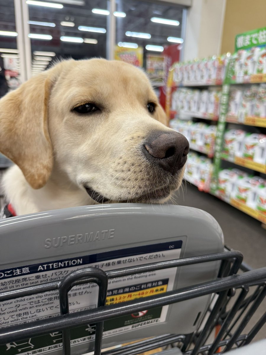 シシトウ tweet media