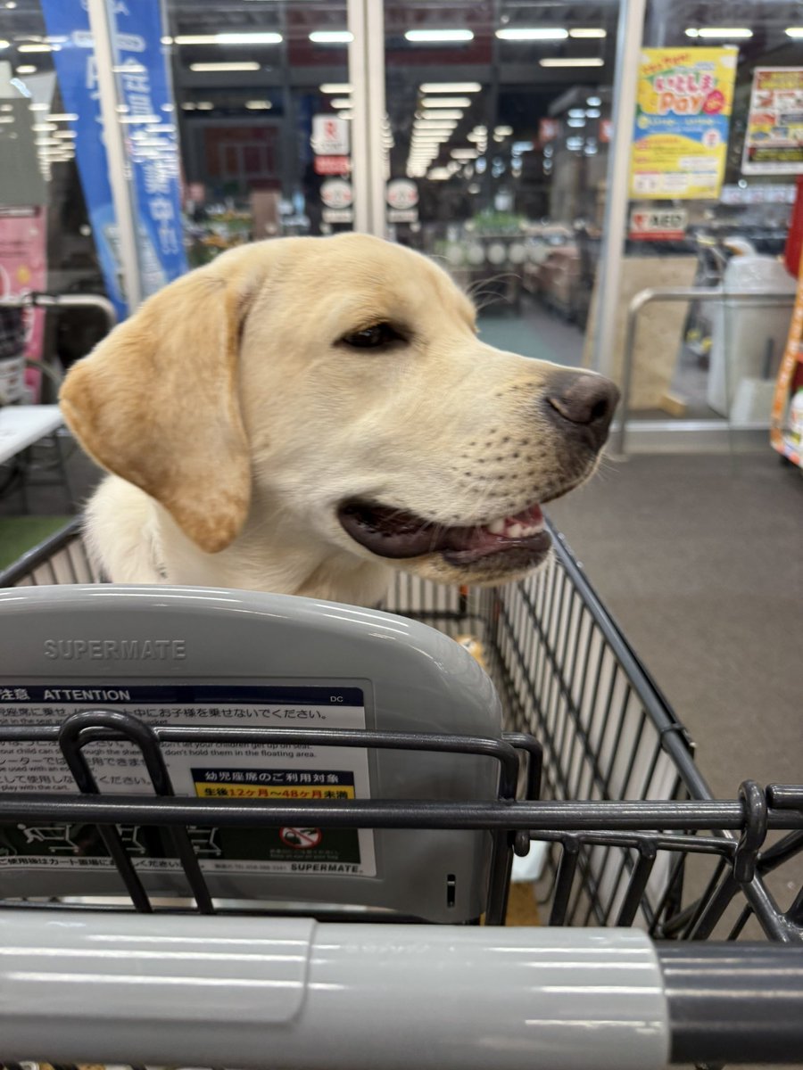 シシトウ tweet media