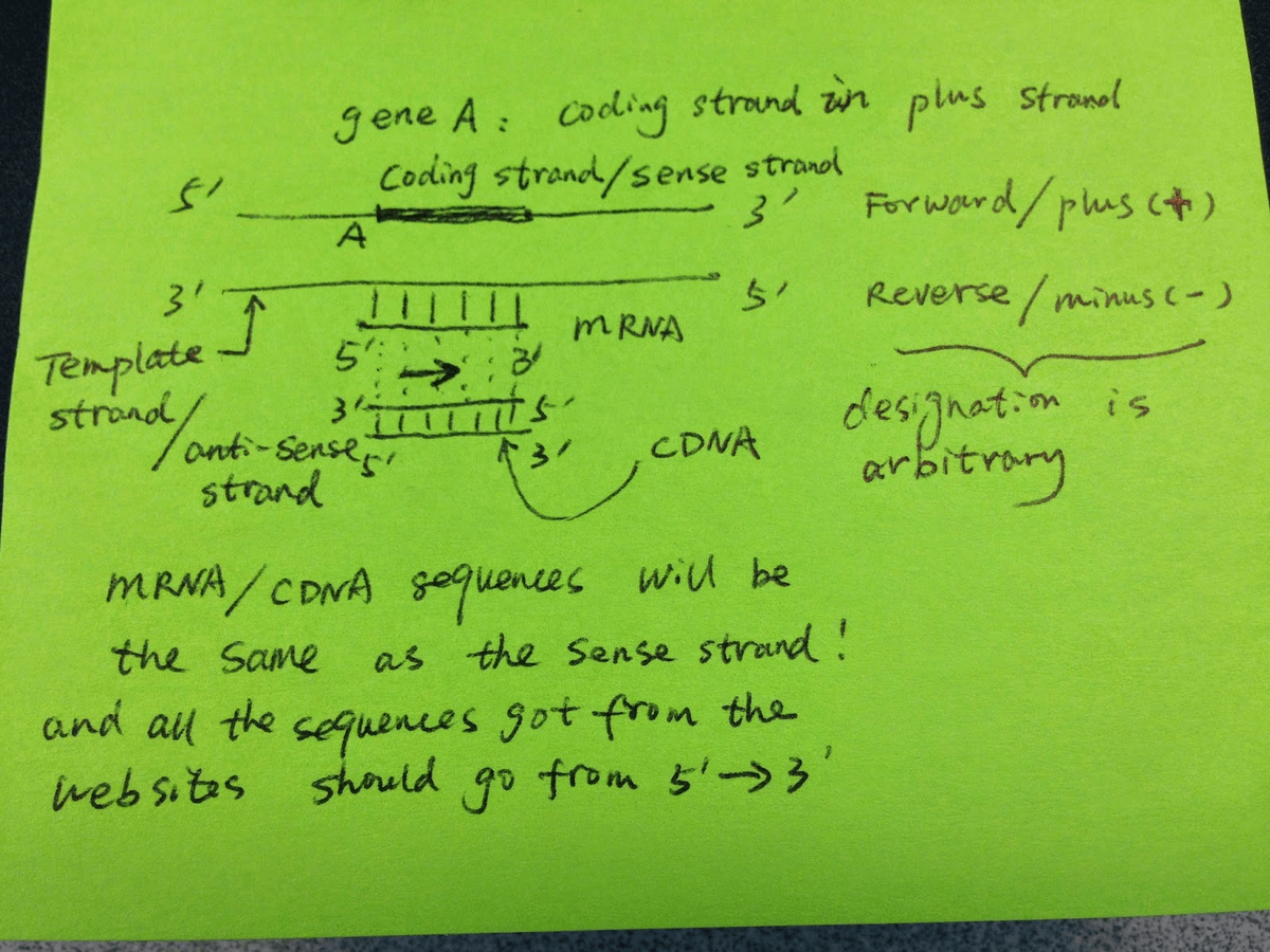 tangming2005's tweet photo. 1/17
Confused by plus/minus strands, coding/template, or forward/reverse in DNA data? You're not alone. Here's how to never mix them up 🧵 https://t.co/4kVXfhJssL