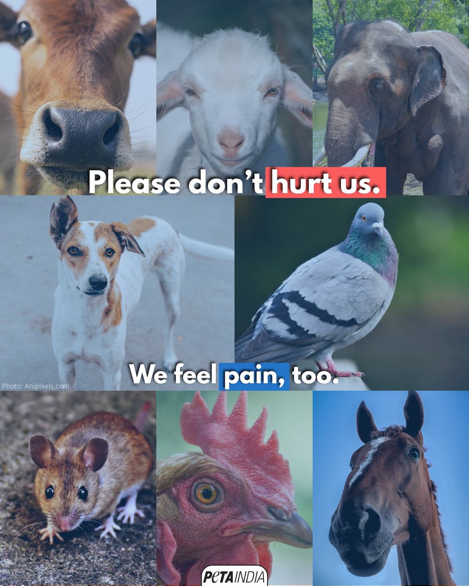 PETA India tweet media