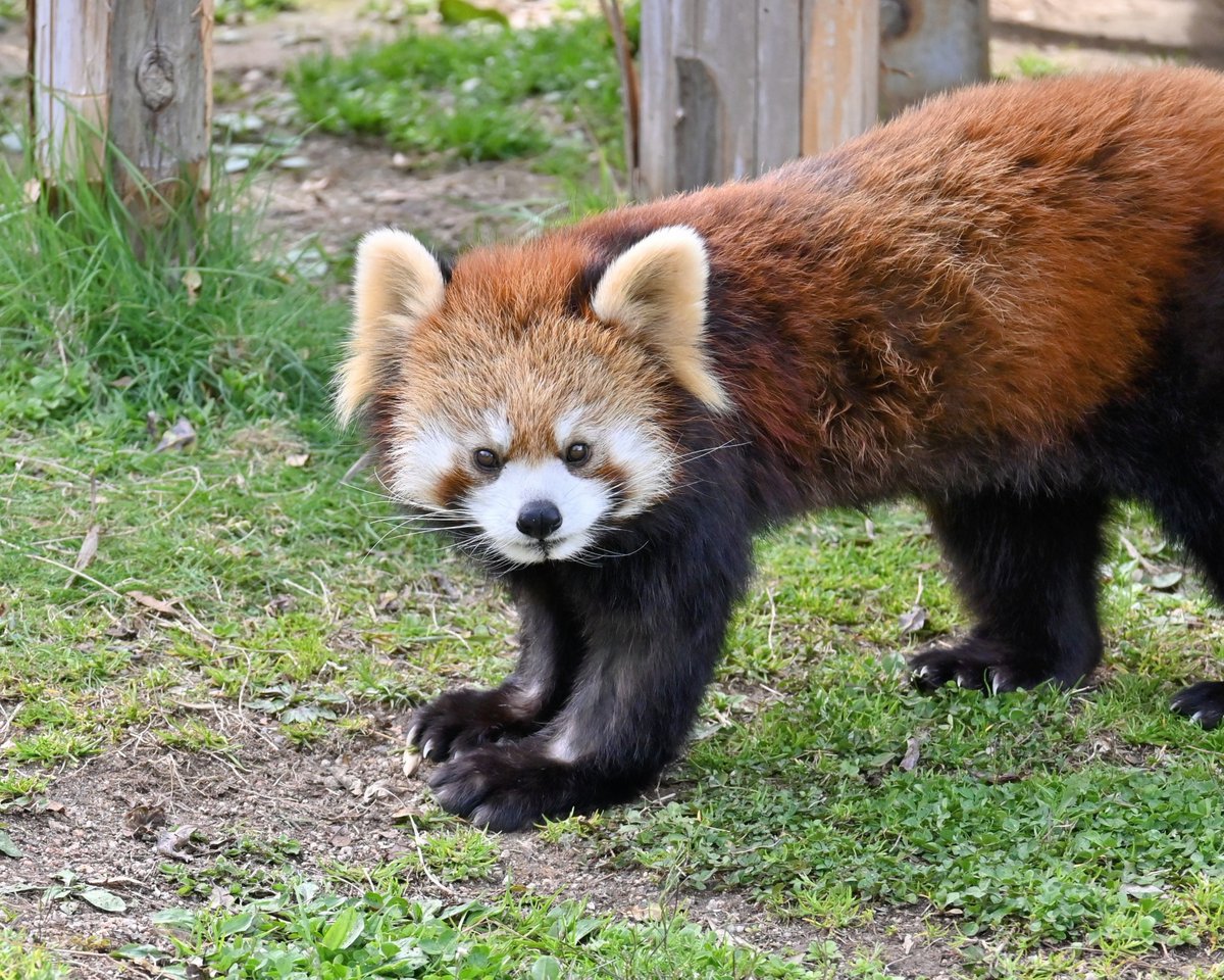 きっこ tweet media