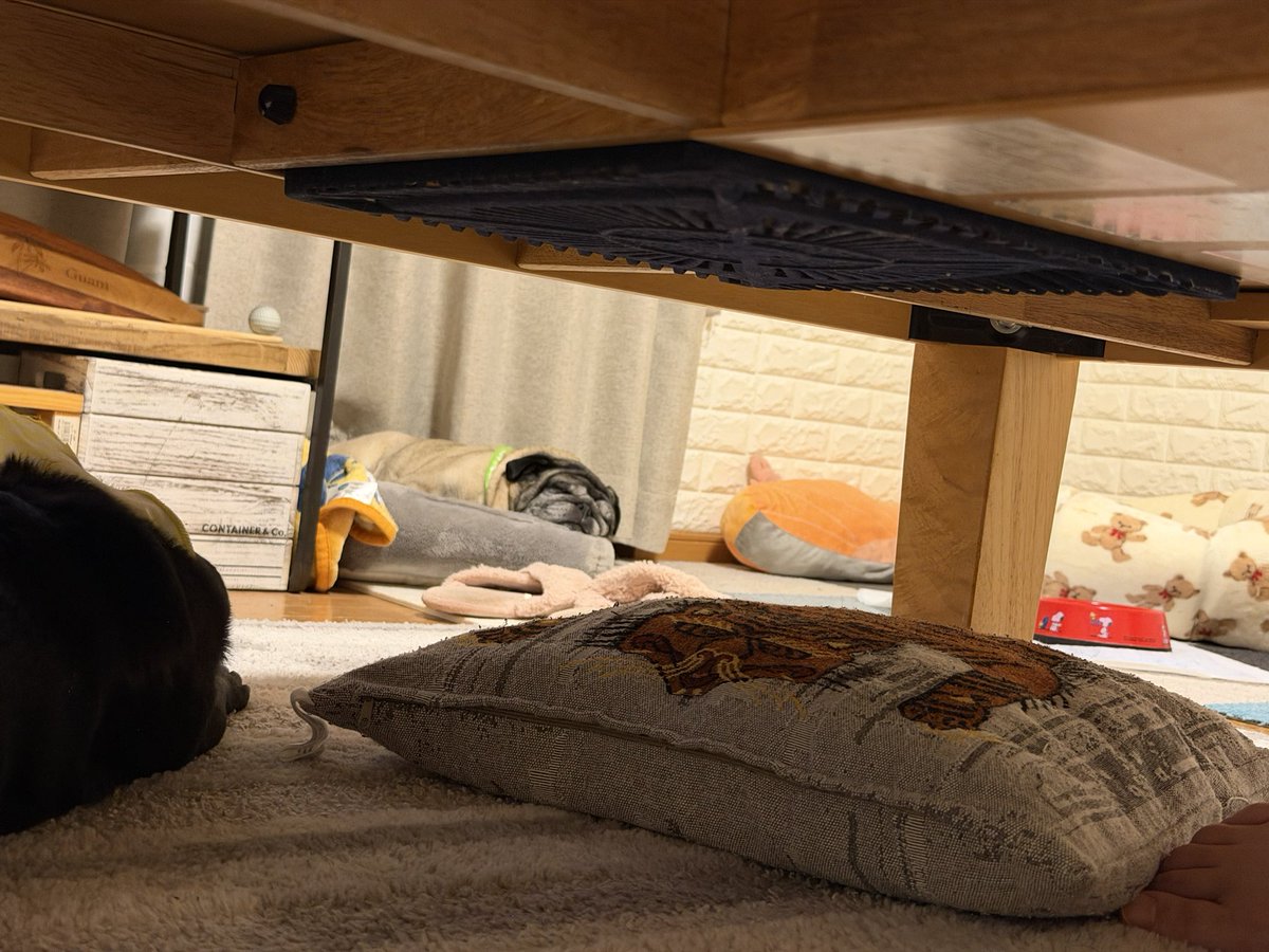 ぱぐんぷ！ tweet media