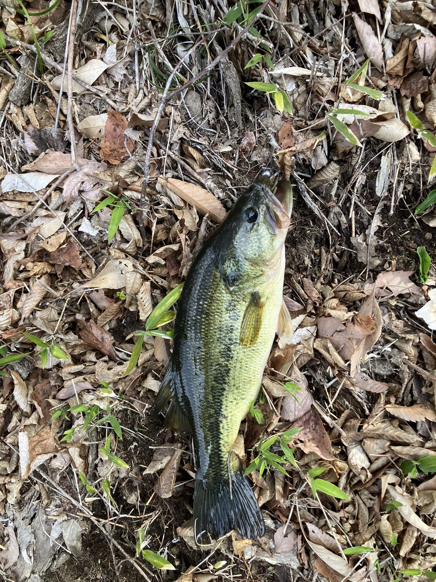 てった tweet media