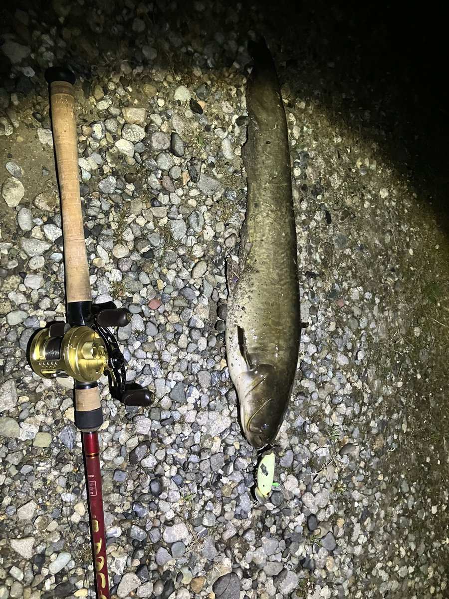 てった tweet media