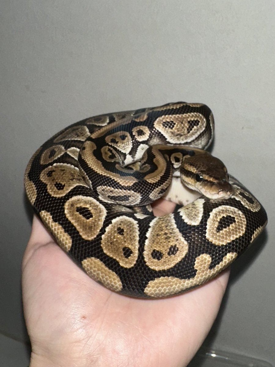 Snake_Gecko777's tweet photo. カッパーhetクラウン♀
こんなに育ちました🐍
←before            After→ https://t.co/MMciH3h8Hm