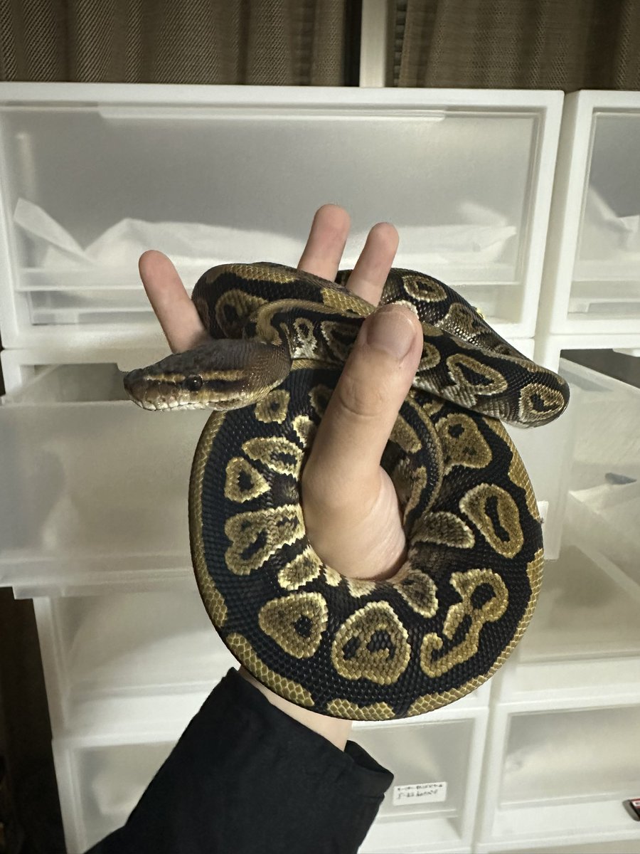 Snake_Gecko777's tweet photo. カッパーhetクラウン♀
こんなに育ちました🐍
←before            After→ https://t.co/MMciH3h8Hm