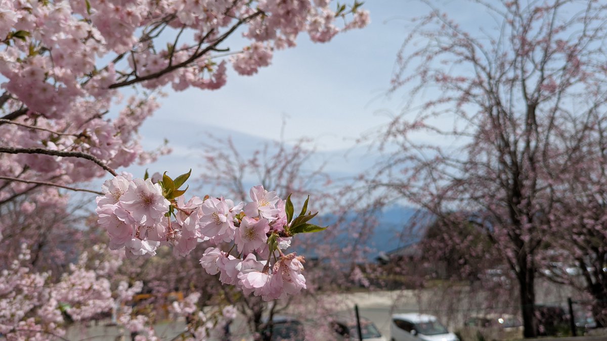 オットー・ジャーク tweet media