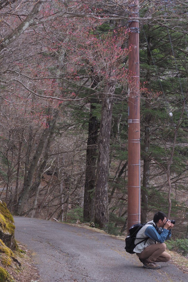 日光自然博物館 tweet media