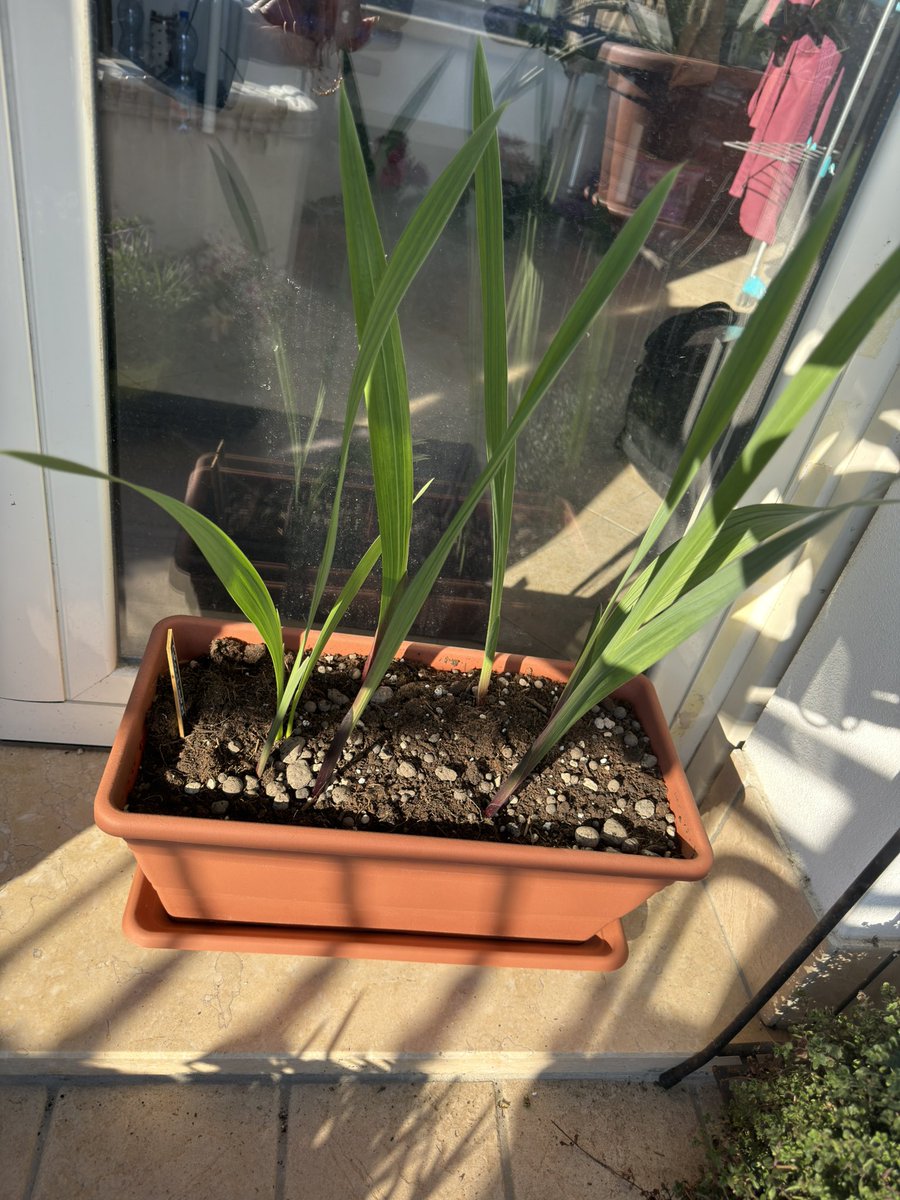 Fra🌻🐺🐢 tweet media