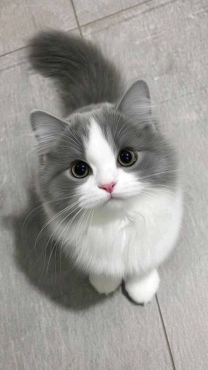 Cat 🐈 tweet media