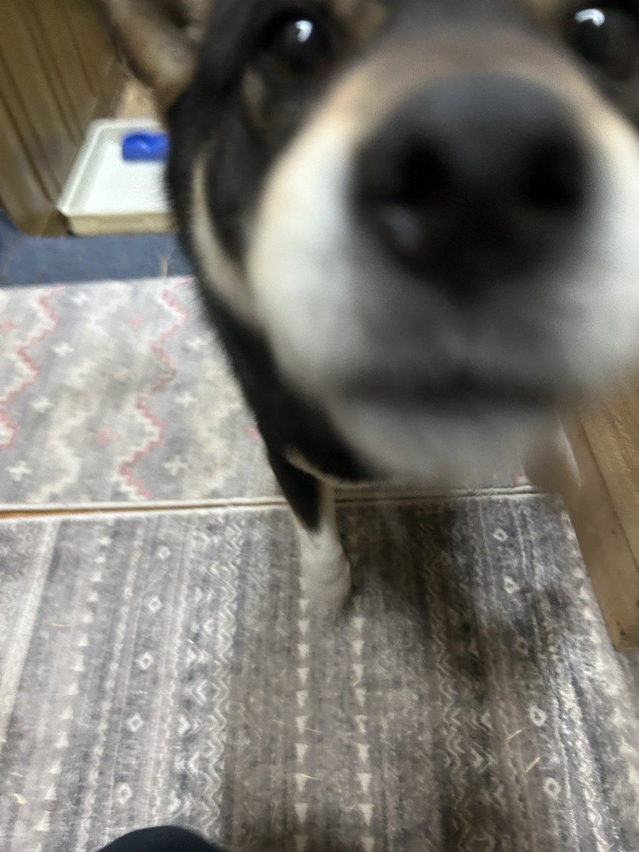 どｱﾝﾀﾞ-ちょめ子 tweet media