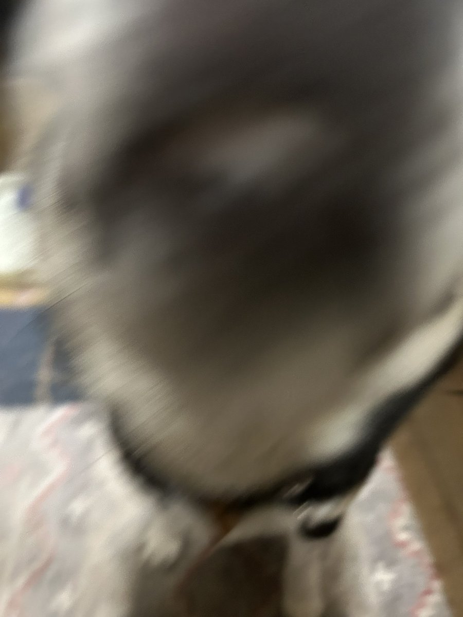 どｱﾝﾀﾞ-ちょめ子 tweet media