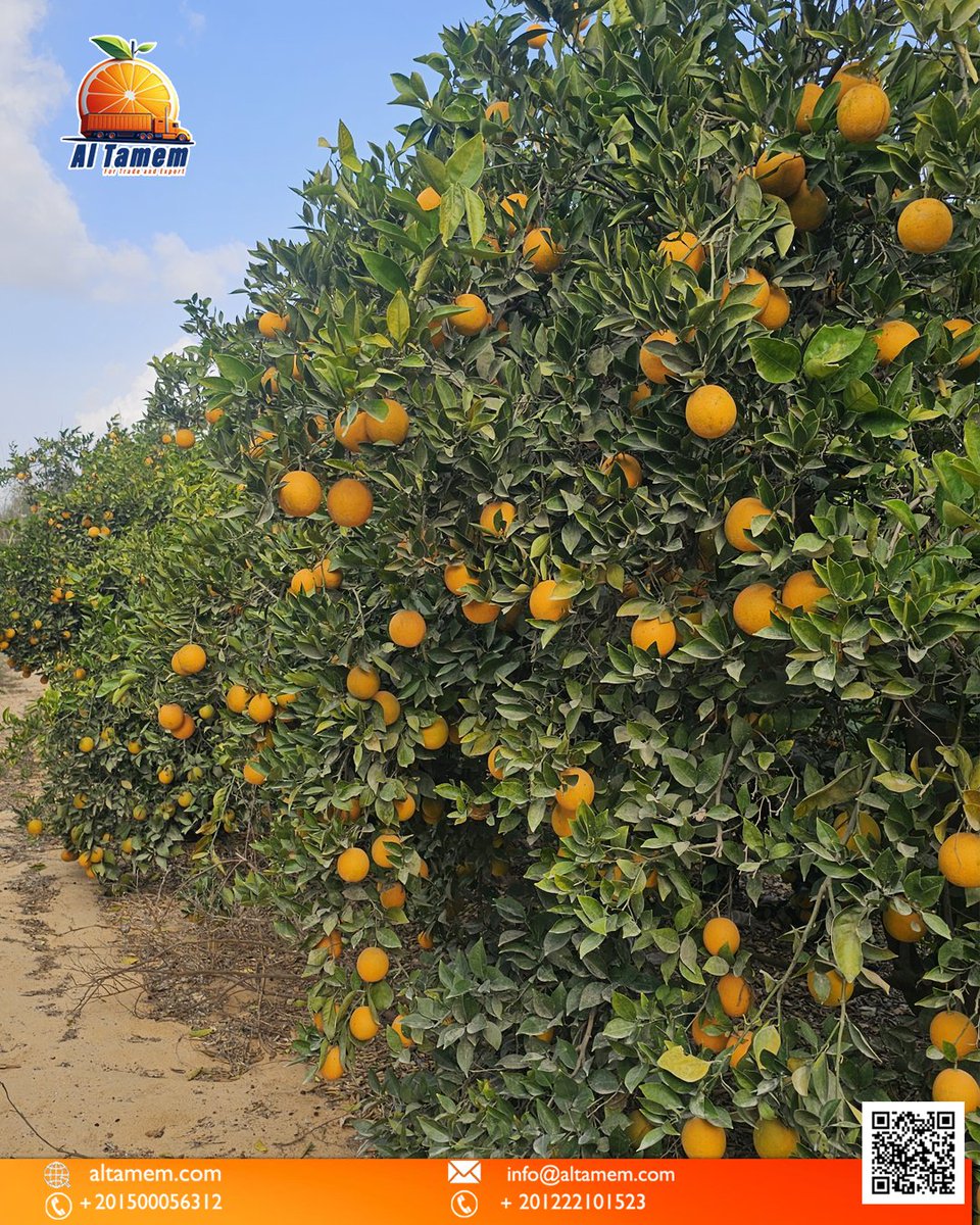 altamem_eg's tweet image. The trees are still full — and the season is still going strong.

#fruitexport #freshfruit #fruits #import #export #agricultural