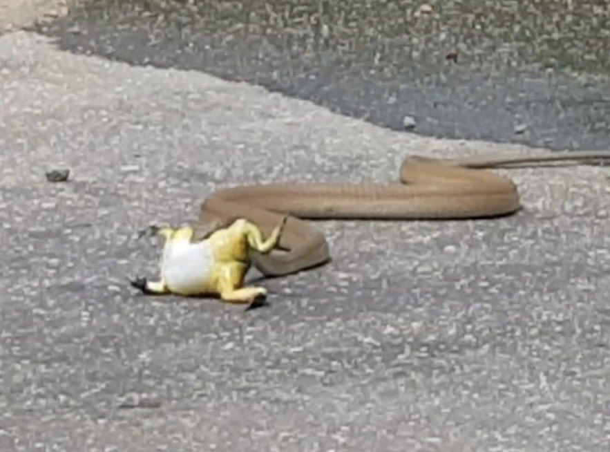 The Real KING OF THE JUNGLE tweet media