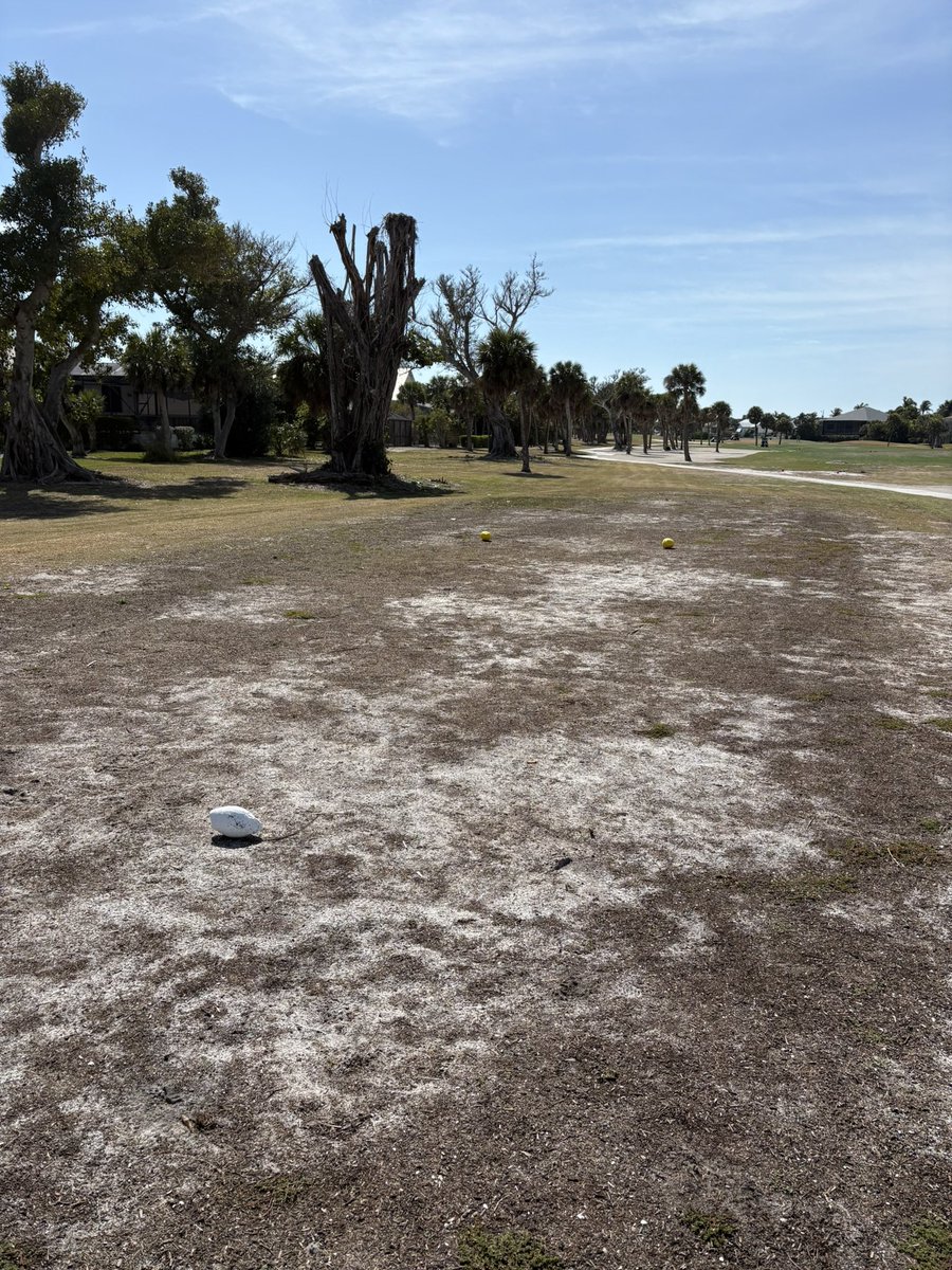 Conditions at Sanibel Island Golf course. And I paid $160 to play here.