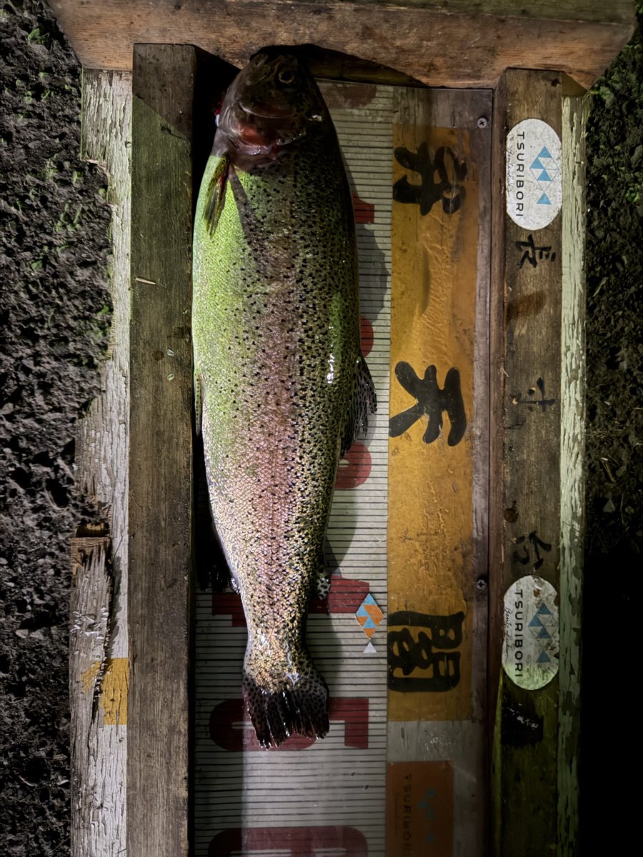 ばにぃ🐱 tweet media